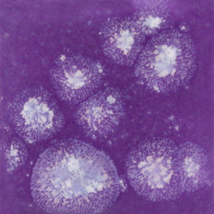 Grape Divine