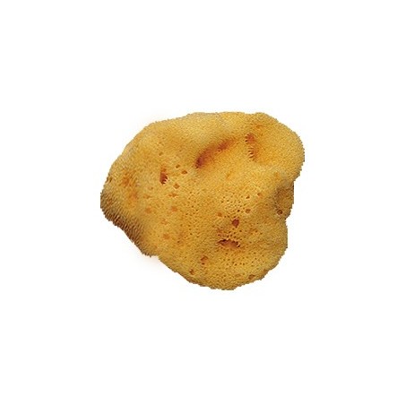 BZ2317-4 Spugna di mare cm.5/6