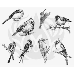 DSS-0108 Aviary - Small Birds