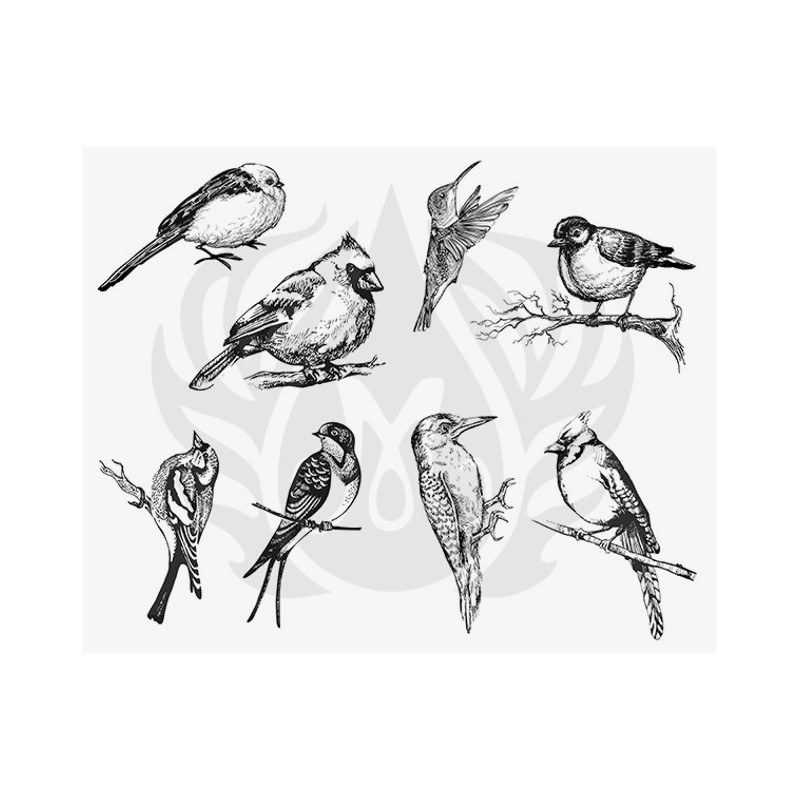 DSS-0108 Aviary - Small Birds