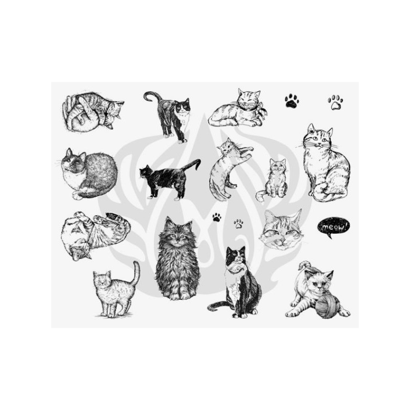 DSS-0120 Cats