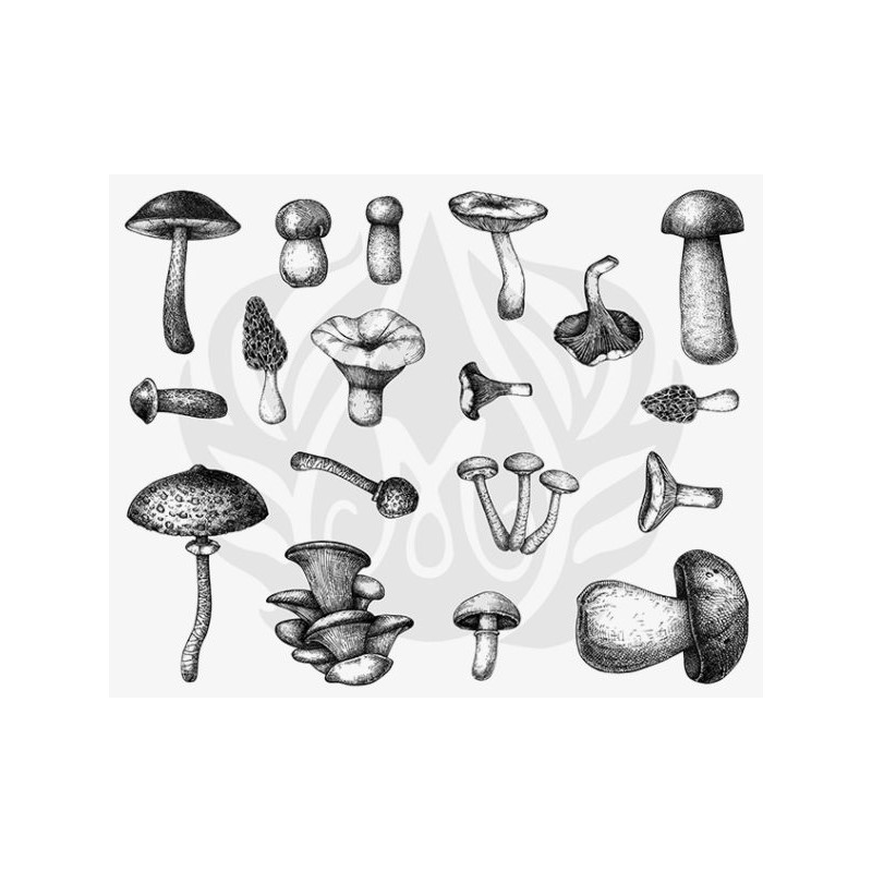 DSS-0165 Mushrooms