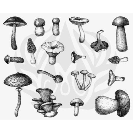 DSS-0165 Mushrooms