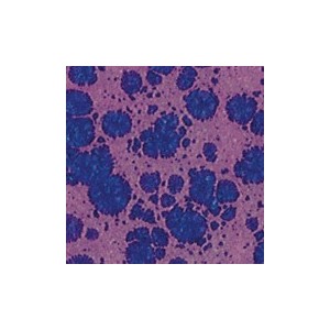 Botz9513 Anemone