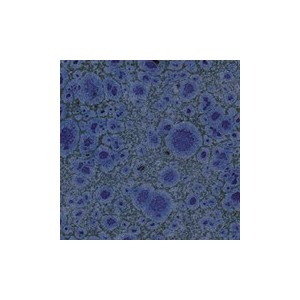 Botz9521 Picasso blu
