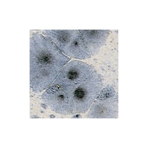 Botz9537 Mistral