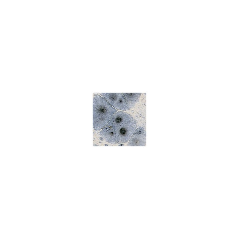Botz9537 Mistral