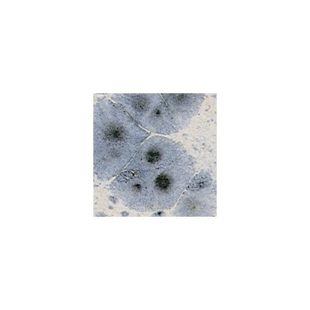 Botz9537 Mistral