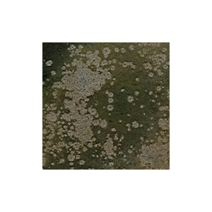 Botz9575 Black gold