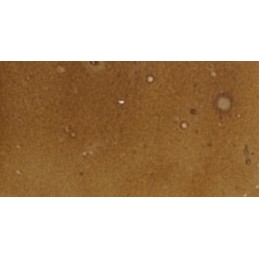 LMP-1 lustro Marrone
