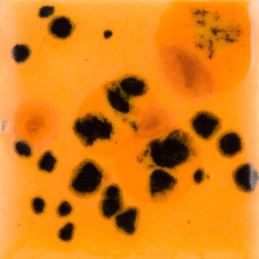 CG-1013 Papaya