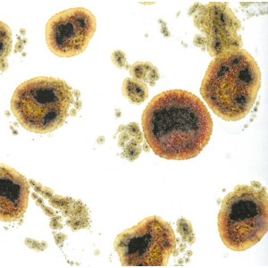 cff2300/10 Reagente Bruno