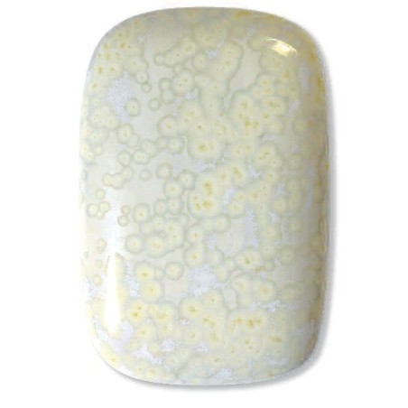 FS6007 Holunder Elder