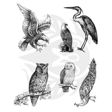 DSS-0109 Aviary - Large Birds